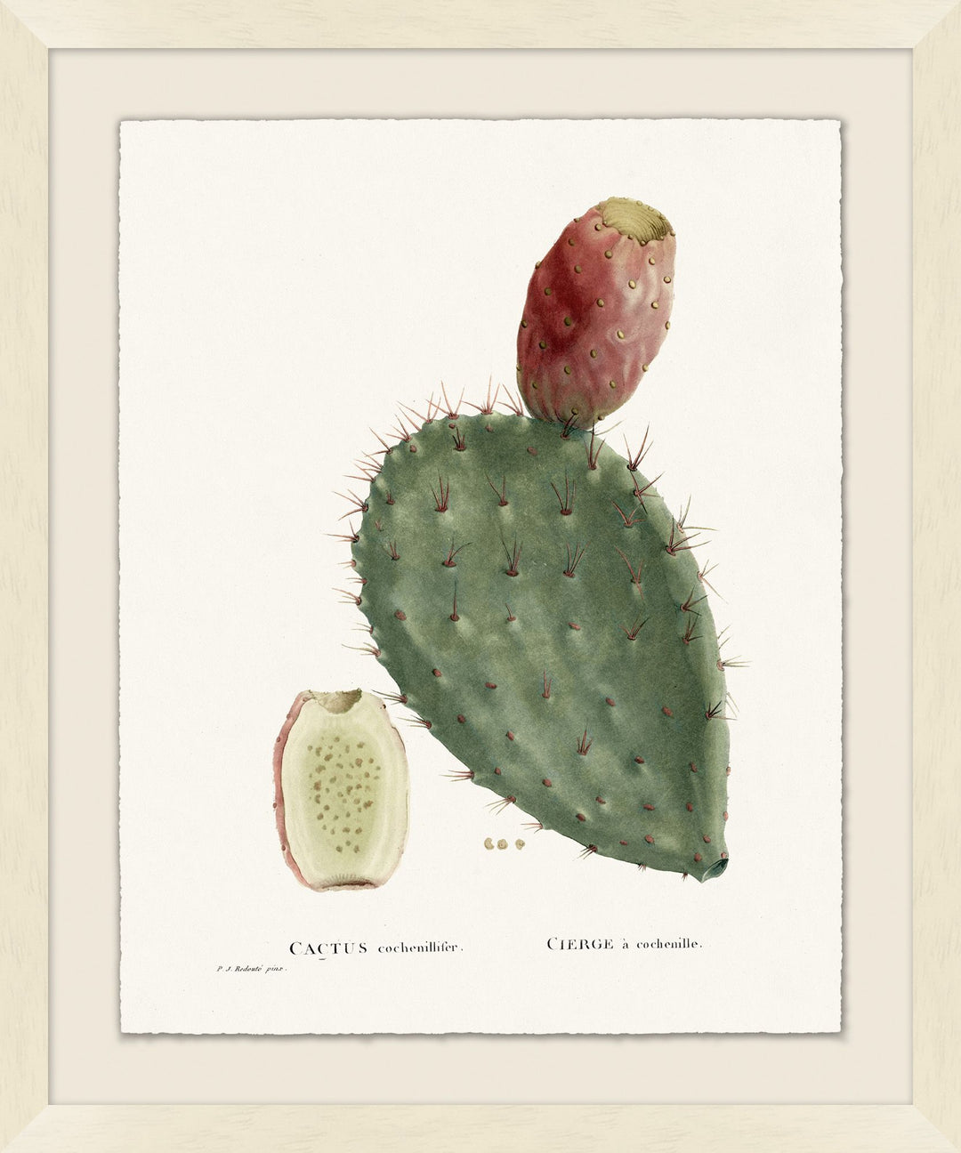'Blooming Cacti 2' Framed Art by Nathan Turner