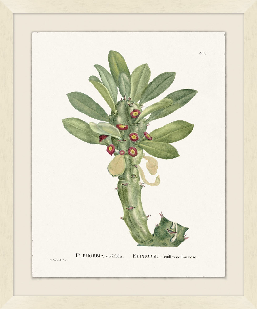 'Blooming Cacti 7' Framed Art by Nathan Turner