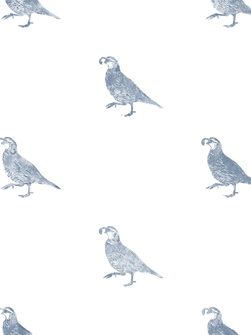 california-quail-wallpaper-by-nathan-turner-blue