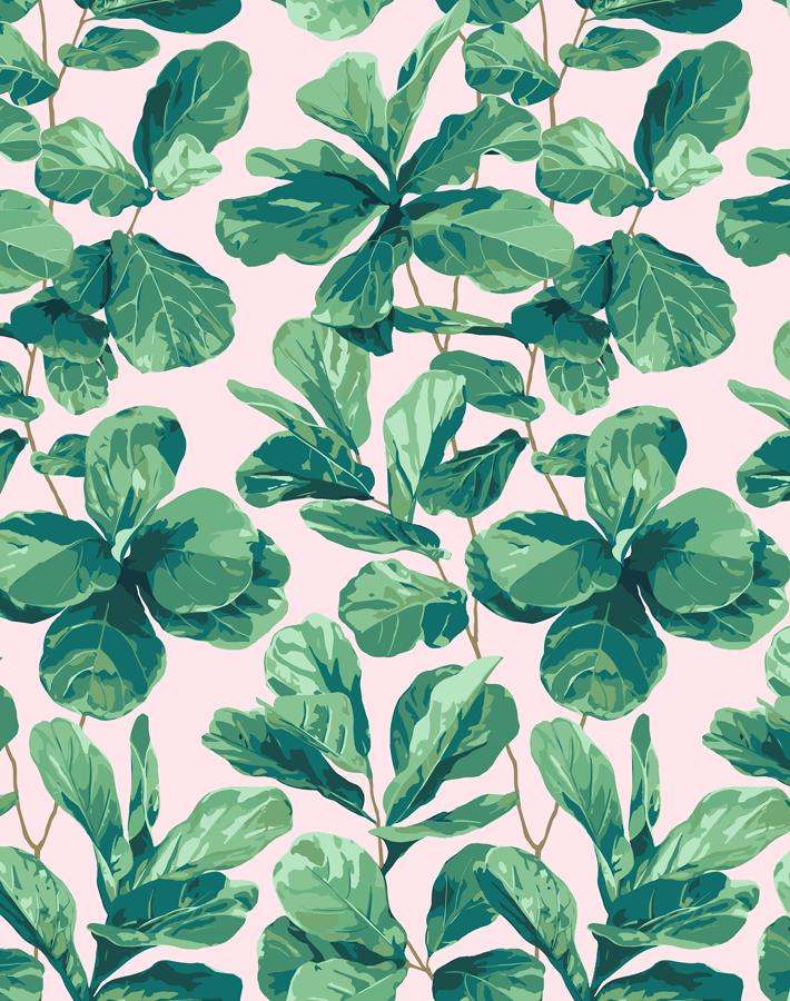 pink fiddle leaf fig Fiddle Fig' Wallpaper by Nathan Turner