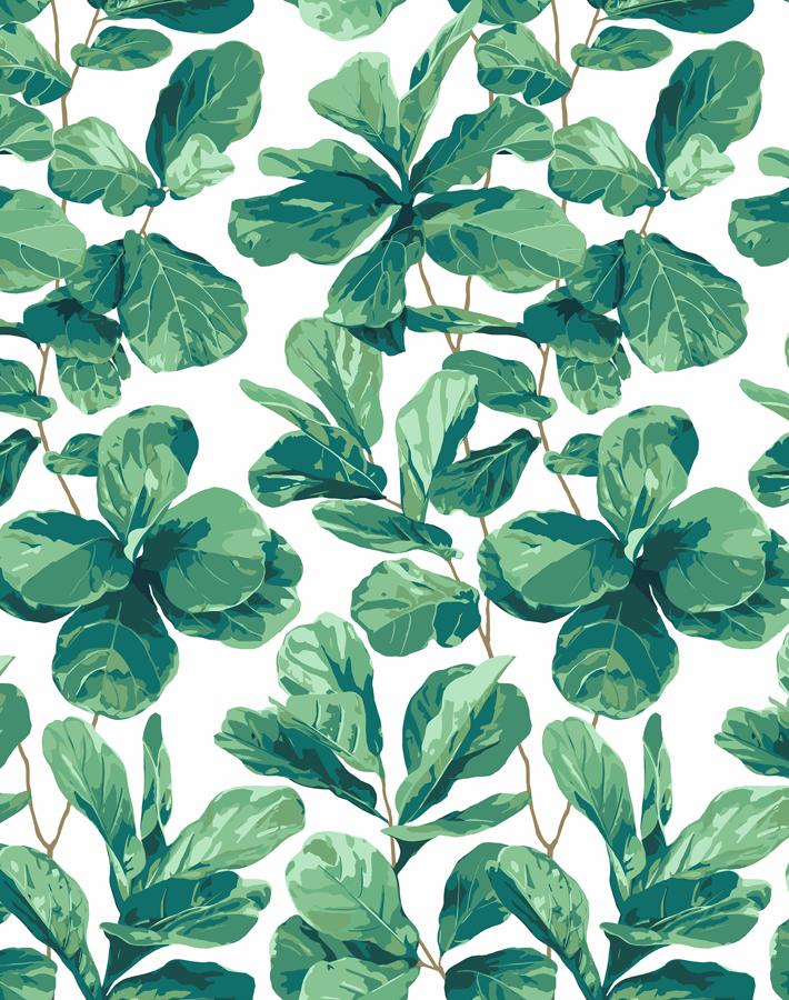 fiddle leaf fig background 'Fiddle Fig' Wallpaper by Nathan Turner