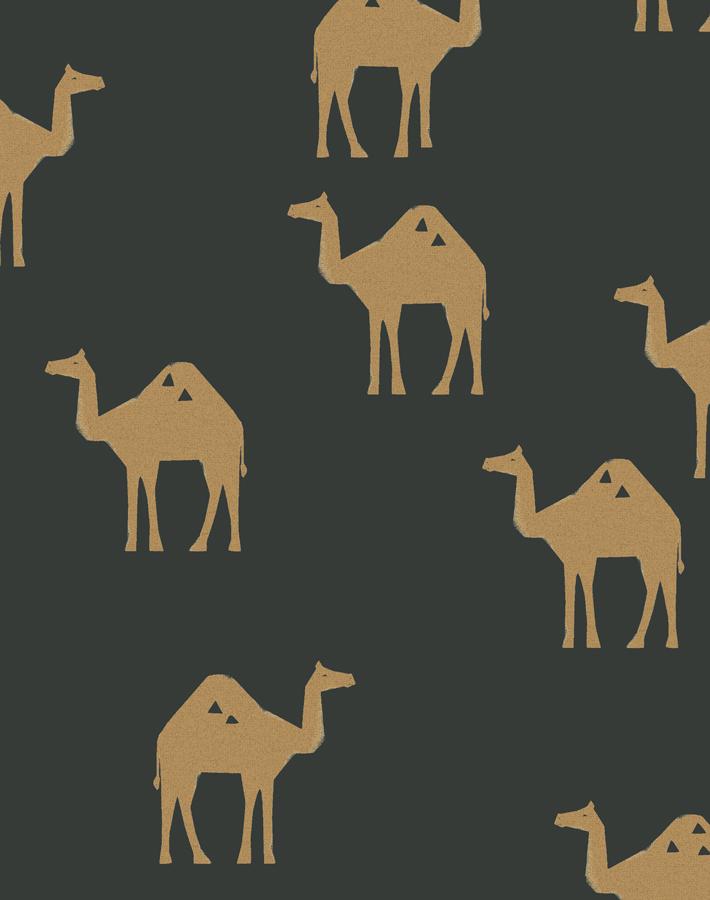 oasis-camels-charcoal