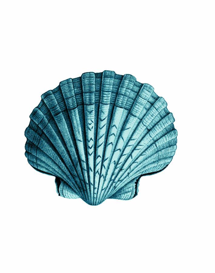 seashell-teal