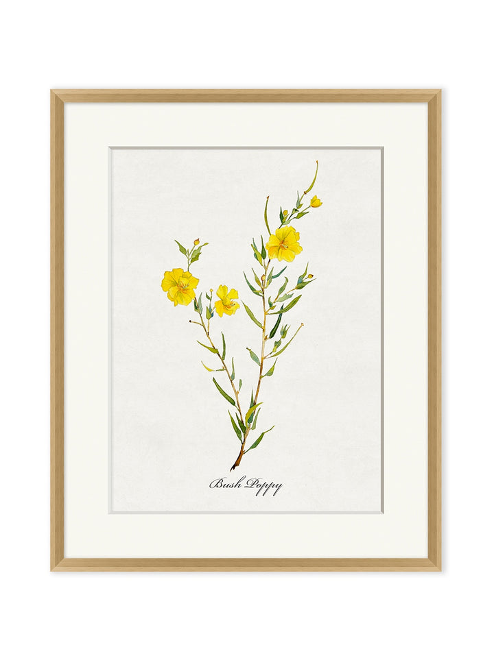 'Valley Wildflower Bush Poppy' by Nathan Turner Framed Art
