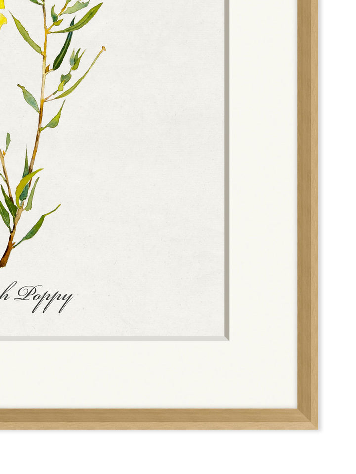 'Valley Wildflower Bush Poppy' by Nathan Turner Framed Art