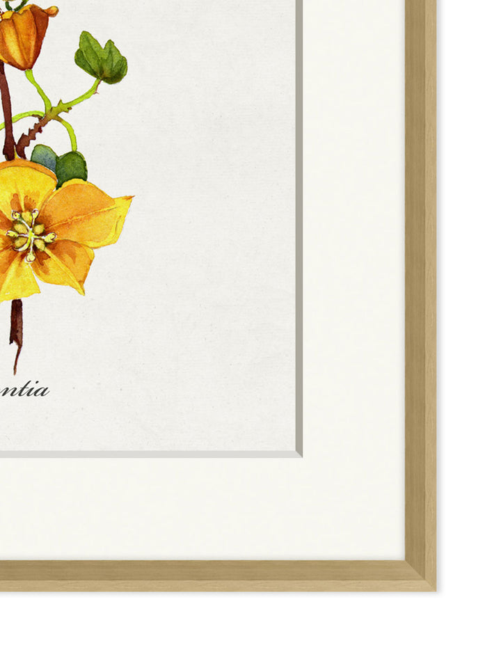 'Valley Wildflower Fremontia' by Nathan Turner Framed Art
