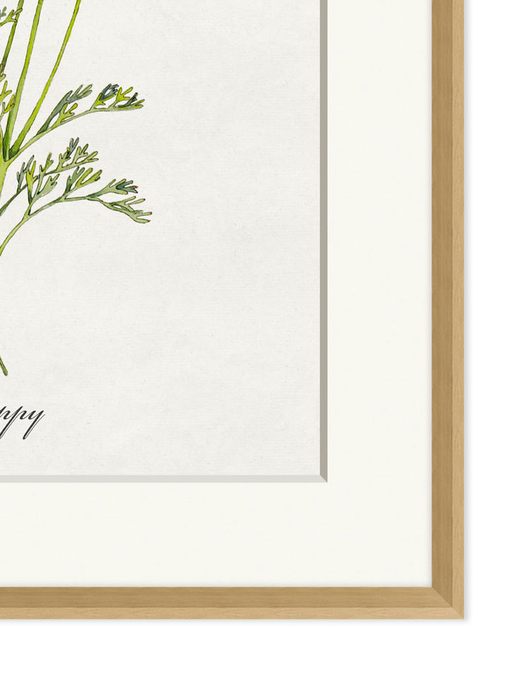 'Valley Wildflower Poppy' by Nathan Turner Framed Art