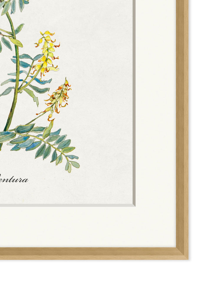 'Valley Wildflower Ventura' by Nathan Turner Framed Art