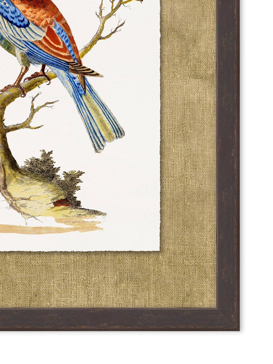 'Woodland Perch 2' by Nathan Turner Framed Art