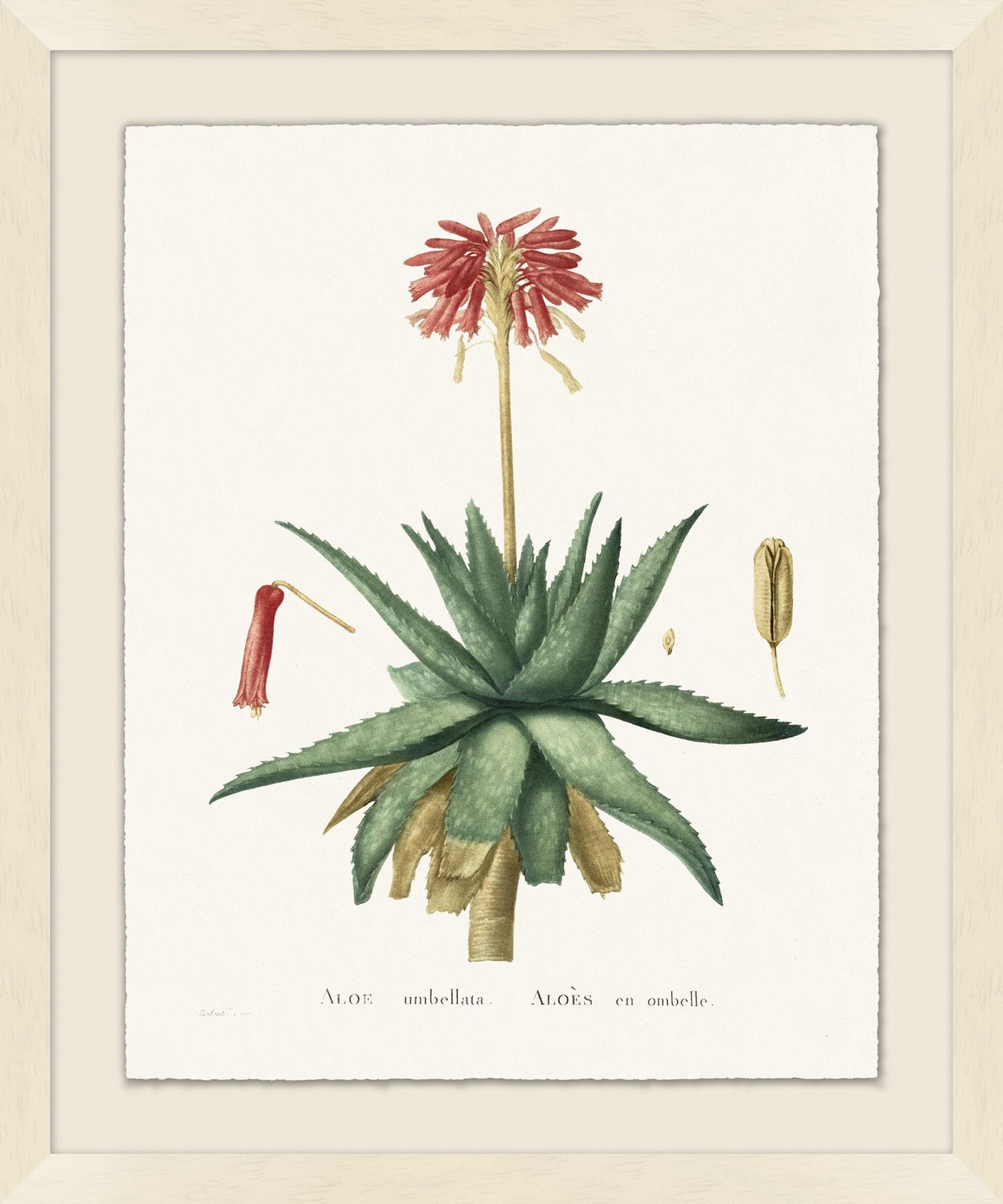 'Blooming Cacti 1' Framed Art by Nathan Turner