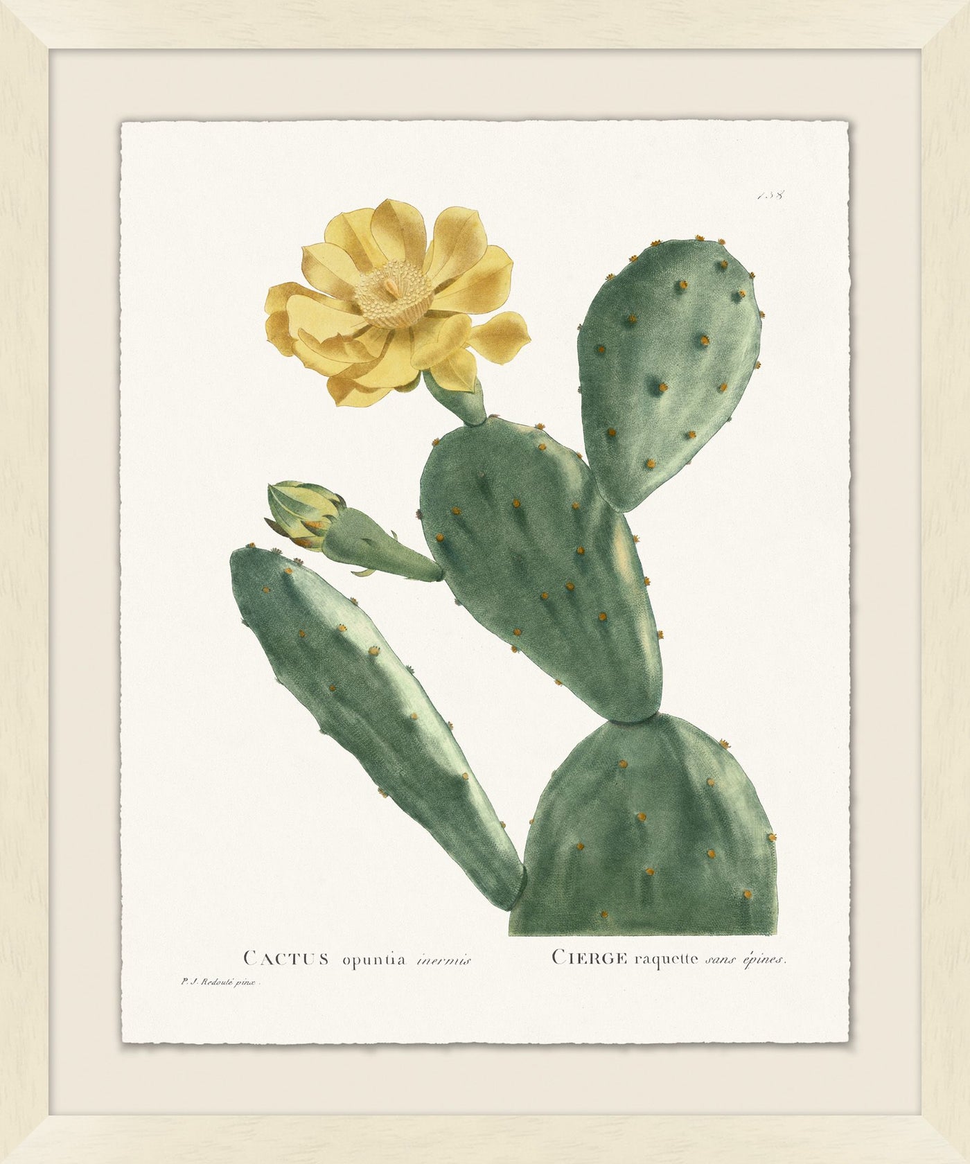 'Blooming Cacti 3' Framed Art by Nathan Turner