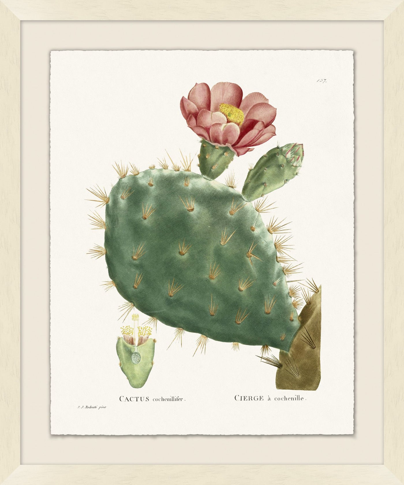 'Blooming Cacti 4' Framed Art by Nathan Turner