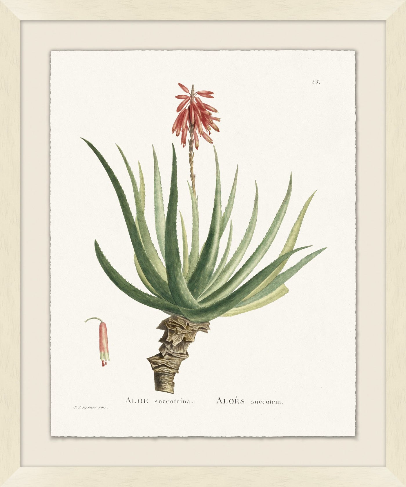 'Blooming Cacti 5' Framed Art by Nathan Turner