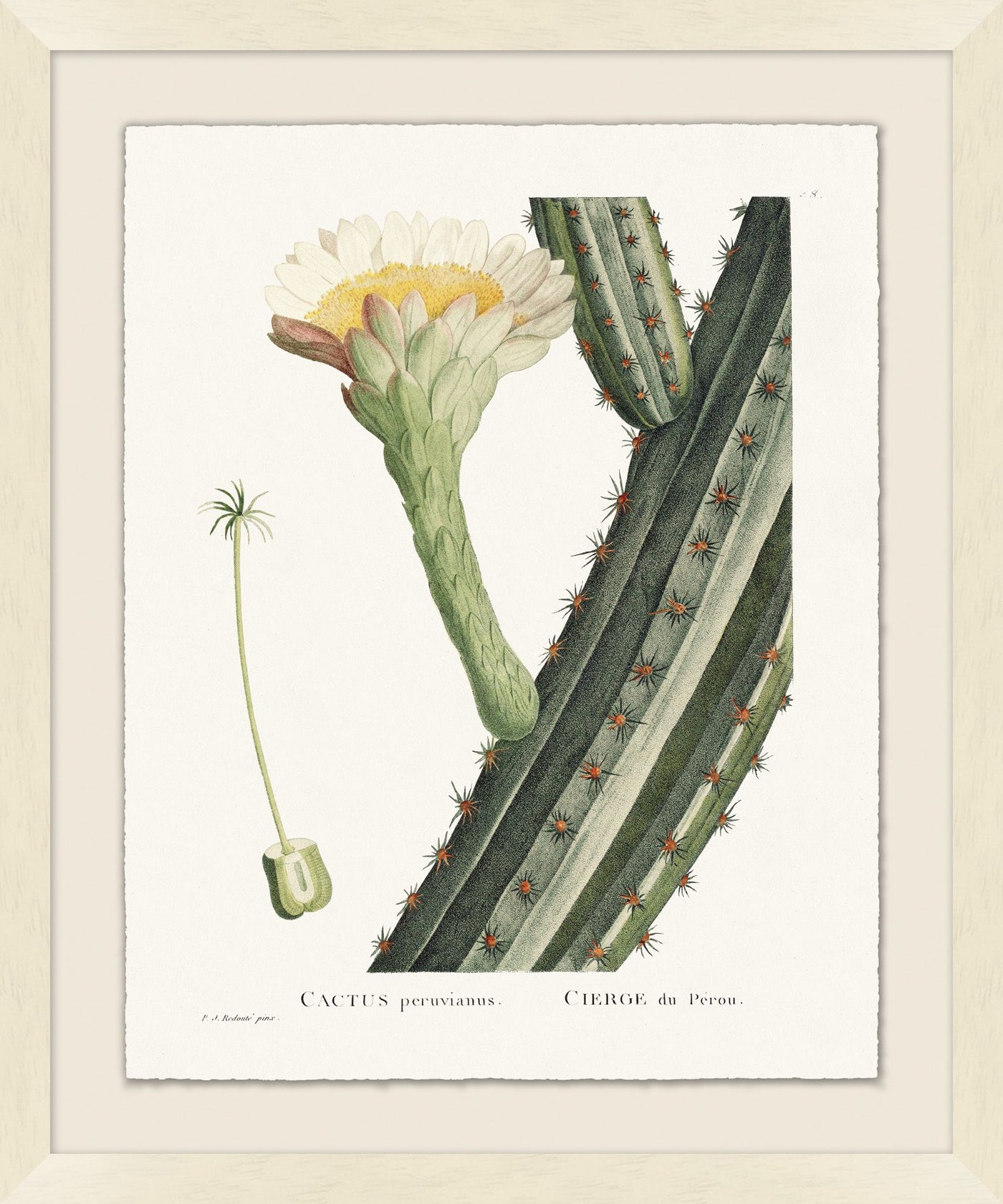 'Blooming Cacti 6' Framed Art by Nathan Turner