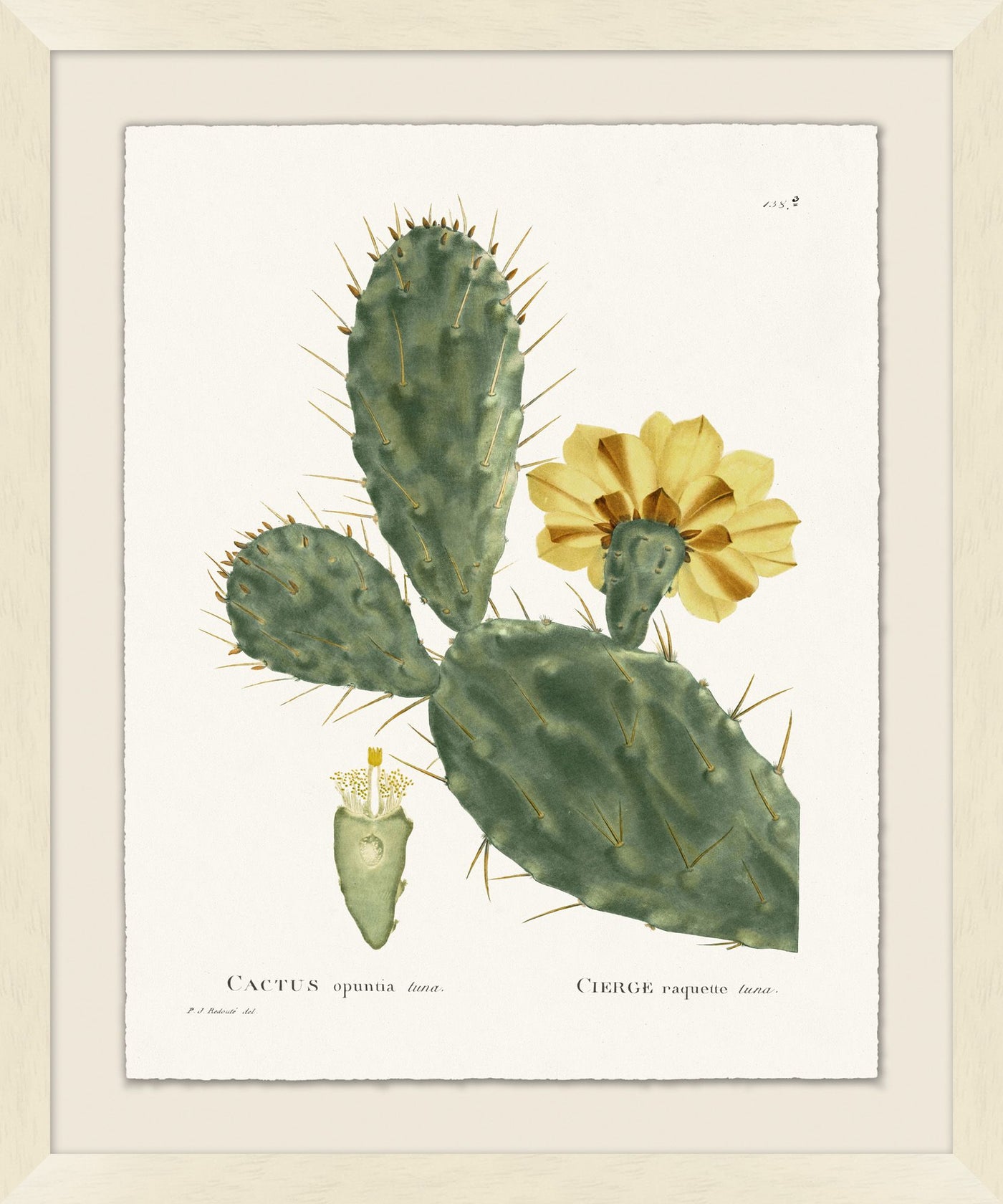 'Blooming Cacti 9' Framed Art by Nathan Turner