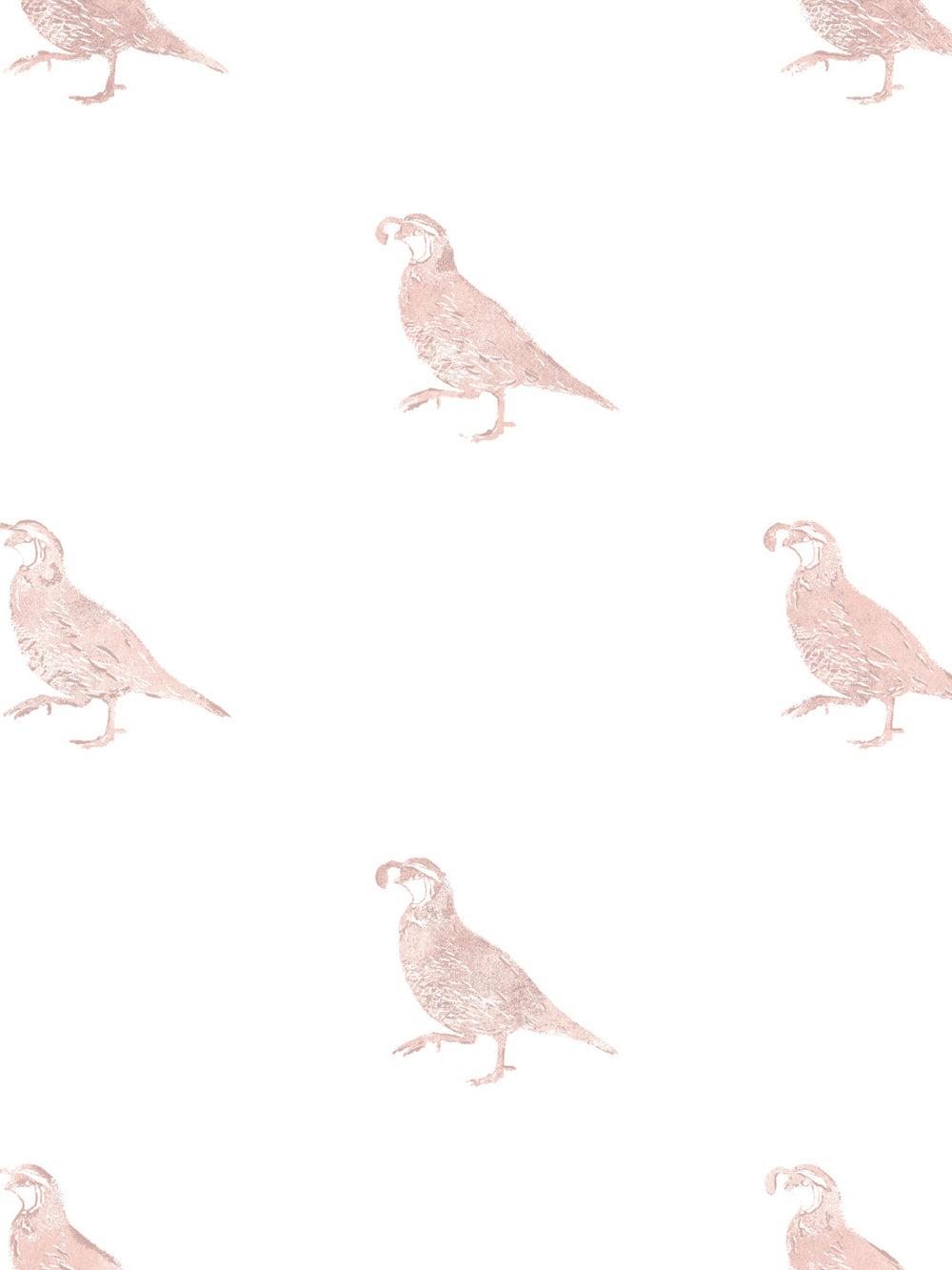 california-quail-wallpaper-by-nathan-turner-pink