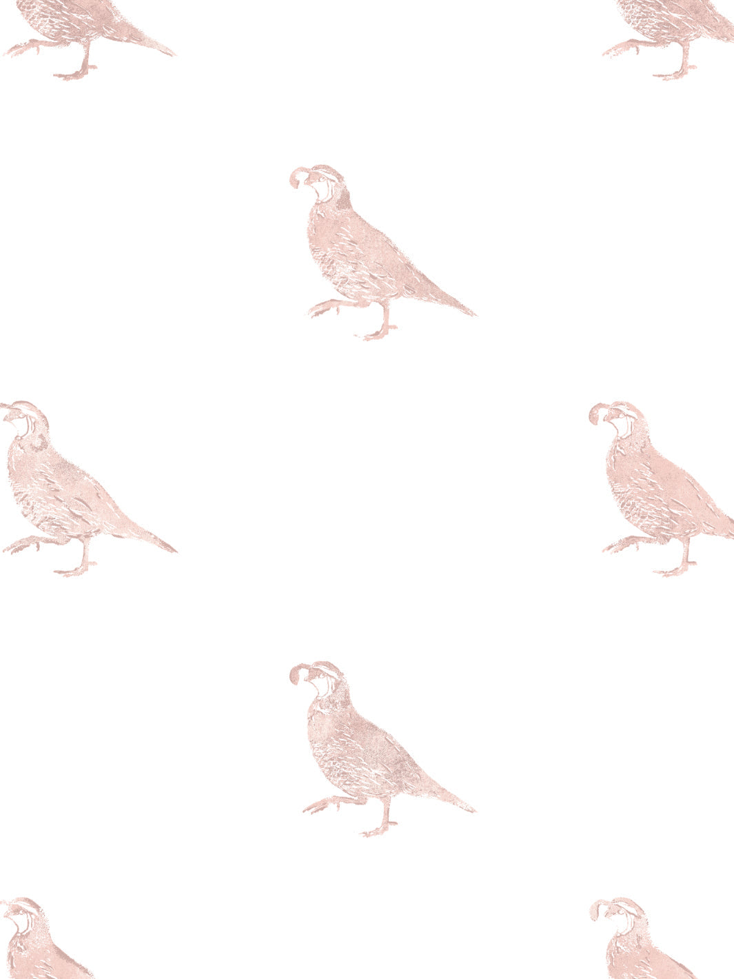 california-quail-wallpaper-by-nathan-turner-pink