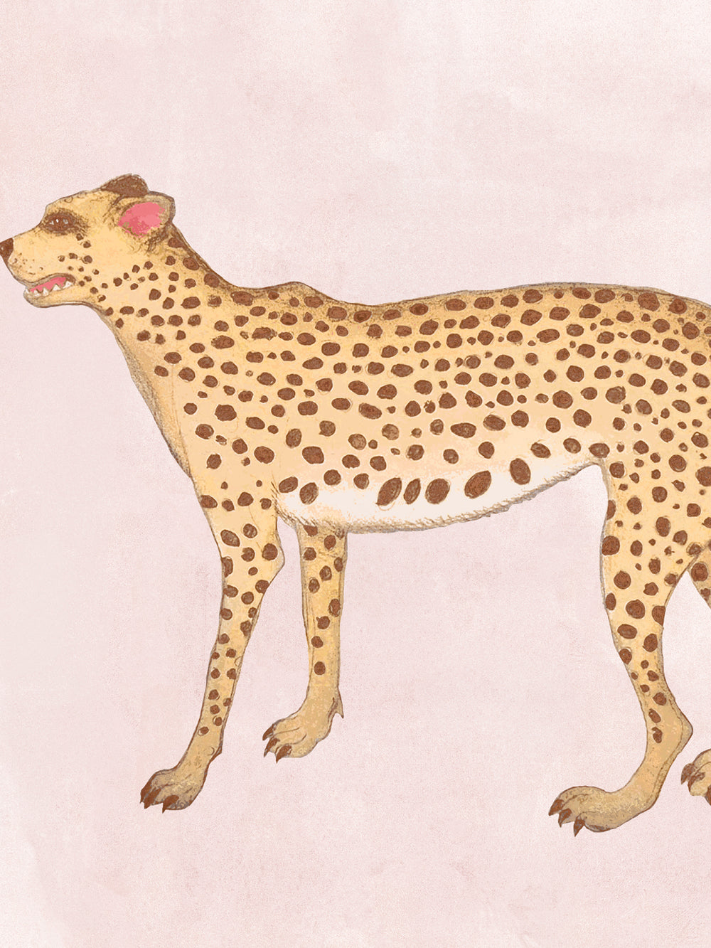 Blush cheetah wallpaper with large tan spotted cheetah on pink background