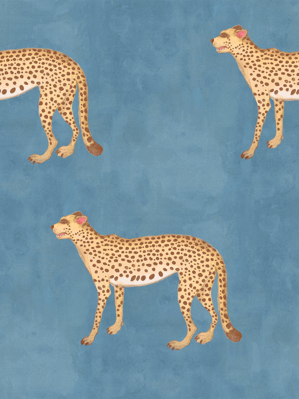 Cheetah wallpaper with tan spotted cheetahs on cadet blue background
