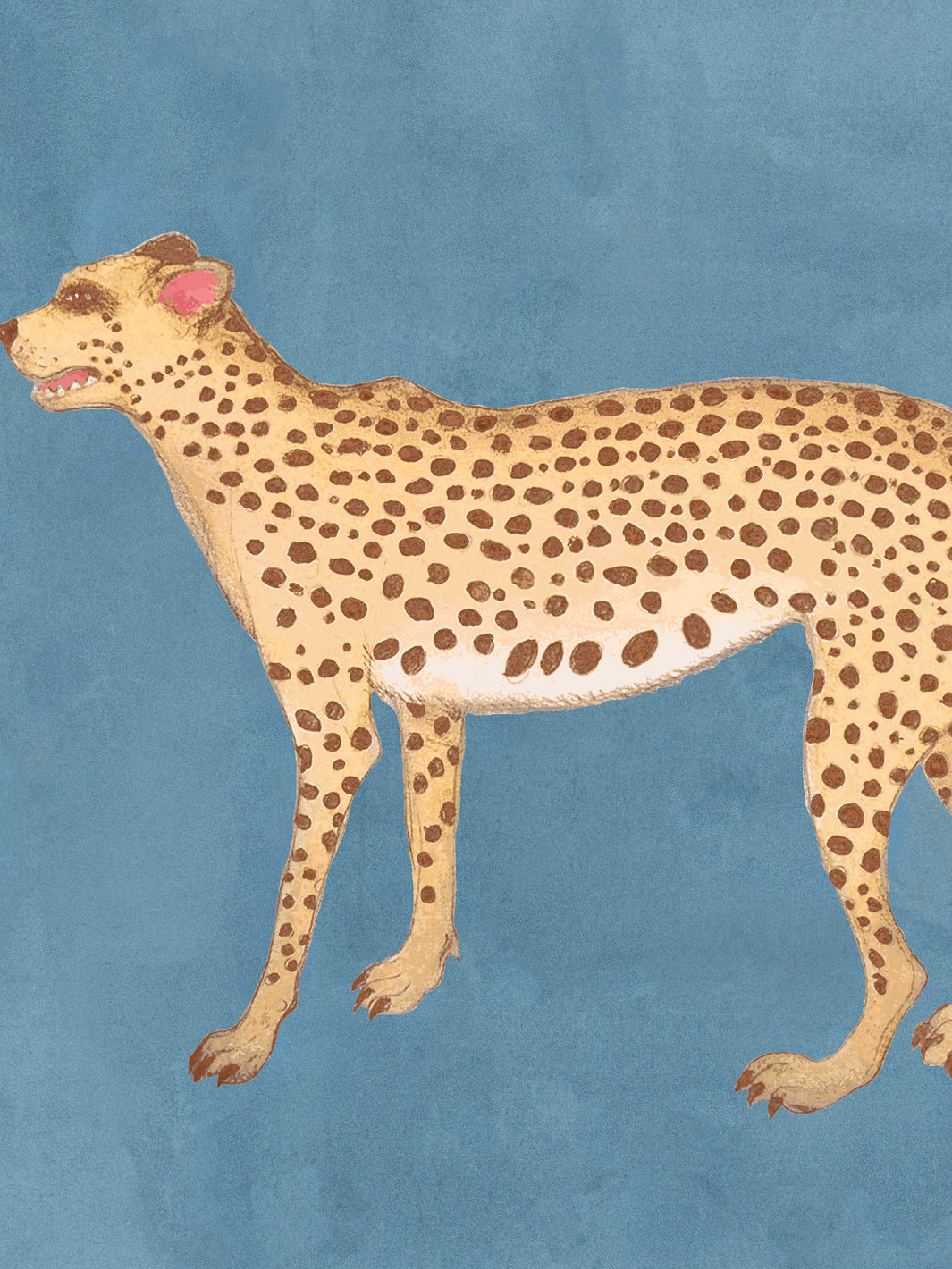Cheetah wallpaper with a tan spotted cheetah on cadet blue