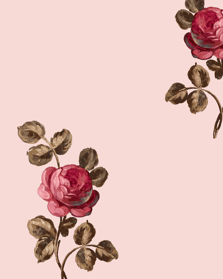 'Corsage' Wallpaper by Clare V. - Blush Rose