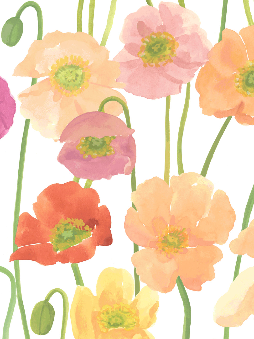 'Icelandic Poppies' Wallpaper in Flower Field - Detail Close-Up