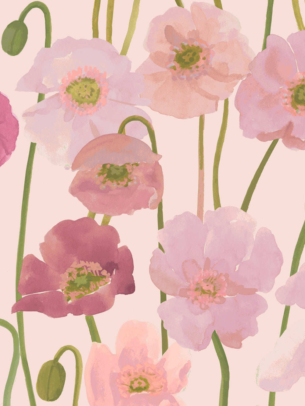 'Icelandic Poppies' Wallpaper in Pinks - Detail Close-Up