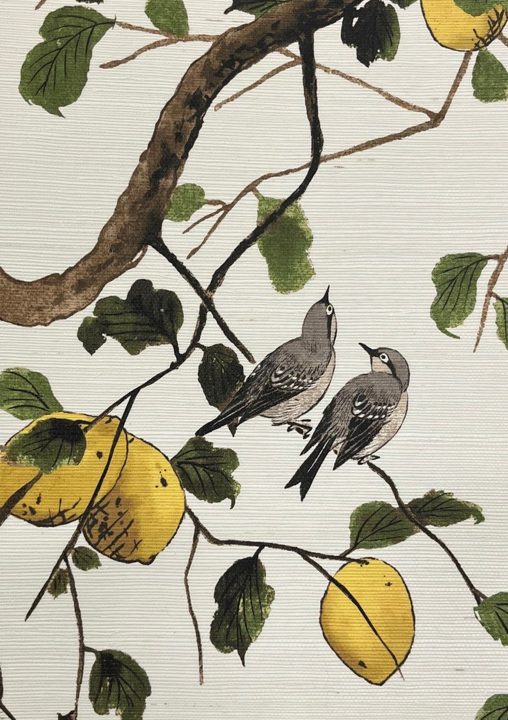 lemon birds grasscloth wallpaper by nathan turner neutral