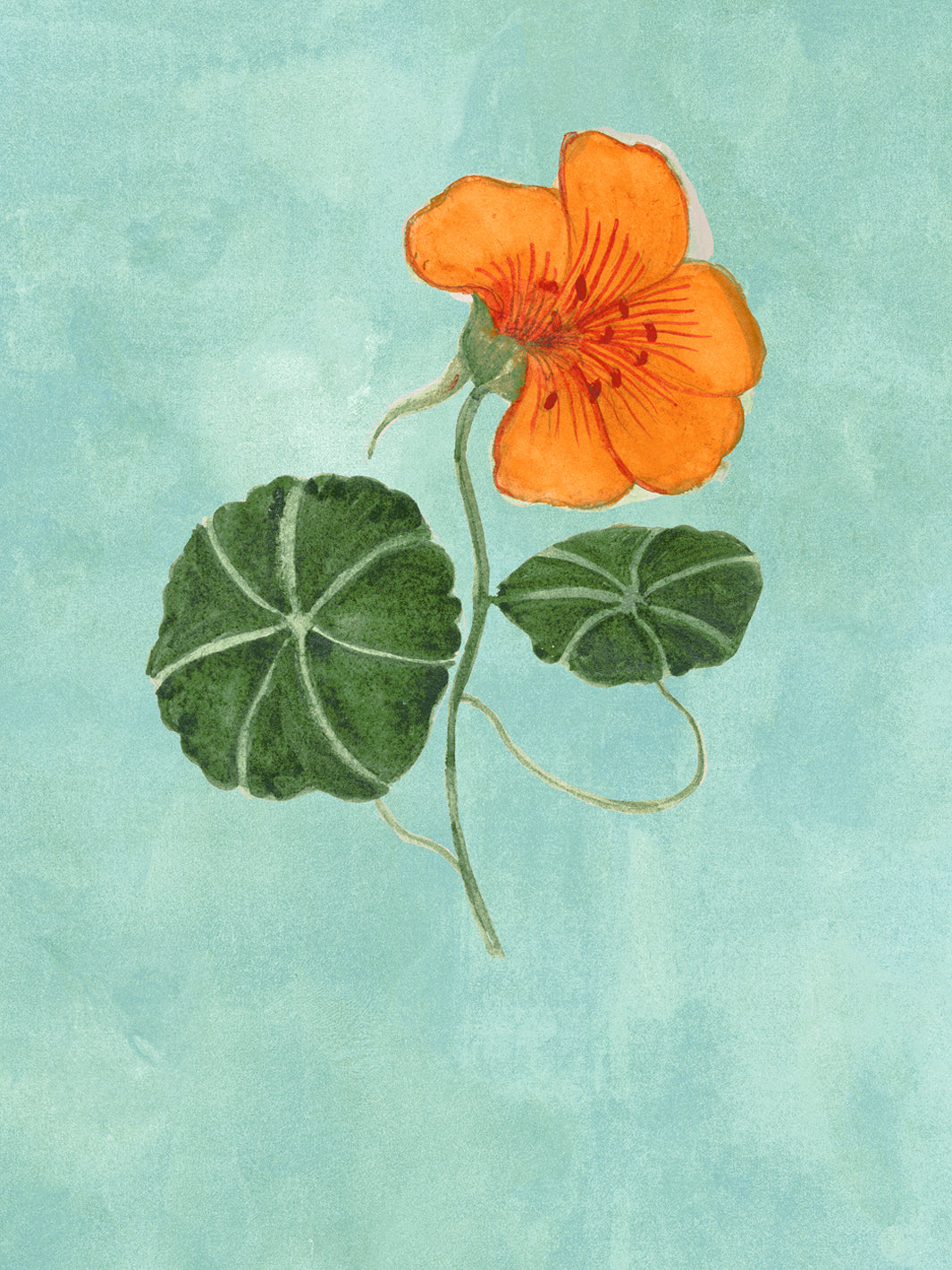 Close-up aqua blue wallpaper showing orange nasturtium bloom with green leaves and stems