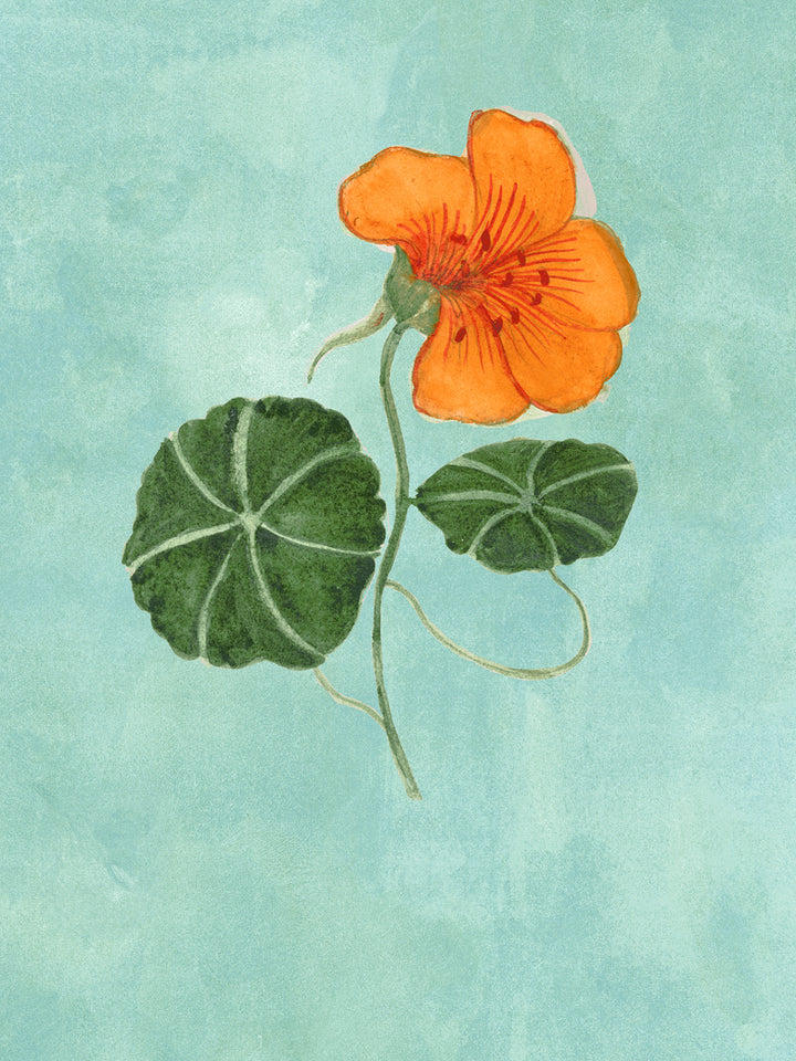 Close-up aqua blue wallpaper showing orange nasturtium bloom with green leaves and stems