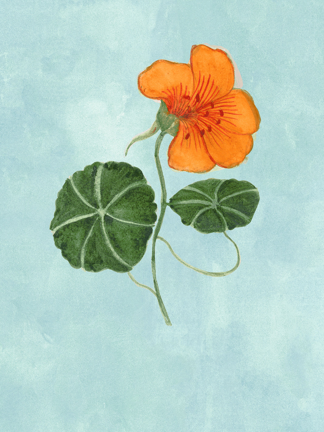 Floral wallpaper close-up with orange nasturtium blossoms and green leaves on blue