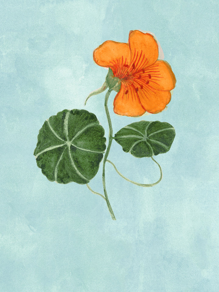 Floral wallpaper close-up with orange nasturtium blossoms and green leaves on blue