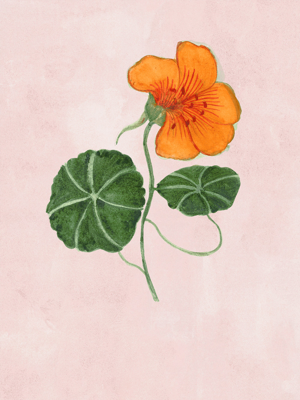 Blush floral wallpaper with close-up orange nasturtium and green leaves