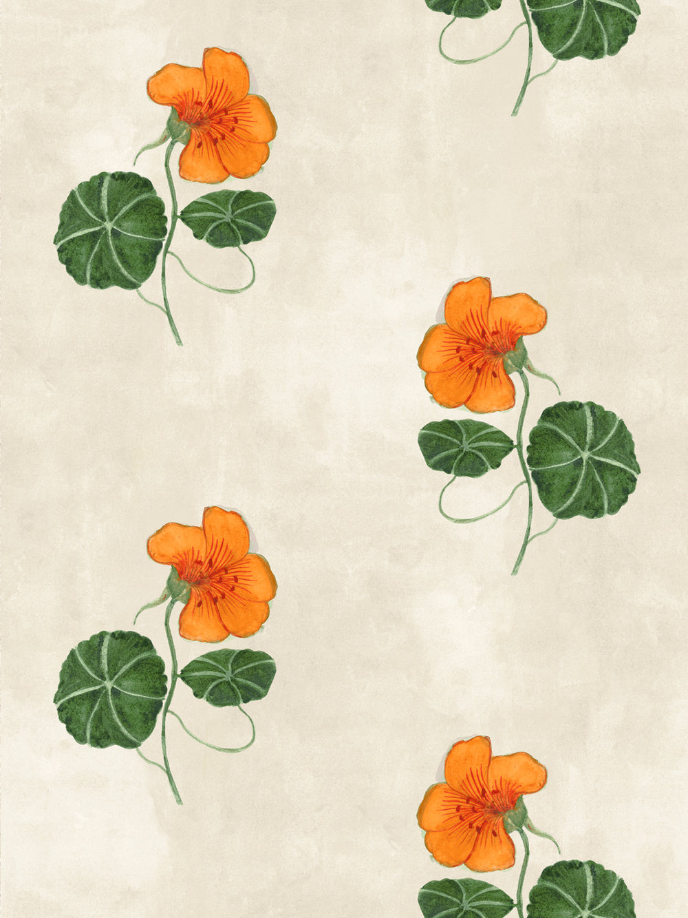 Orange nasturtium flowers and green leaves wallpaper on parchment background