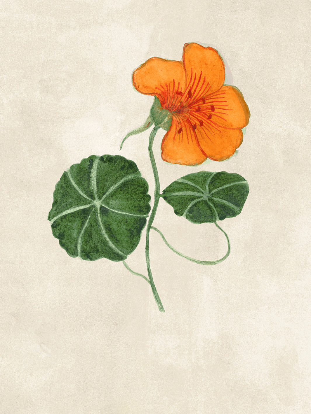 Close-up of orange nasturtium blossoms with green leaves wallpaper on parchment