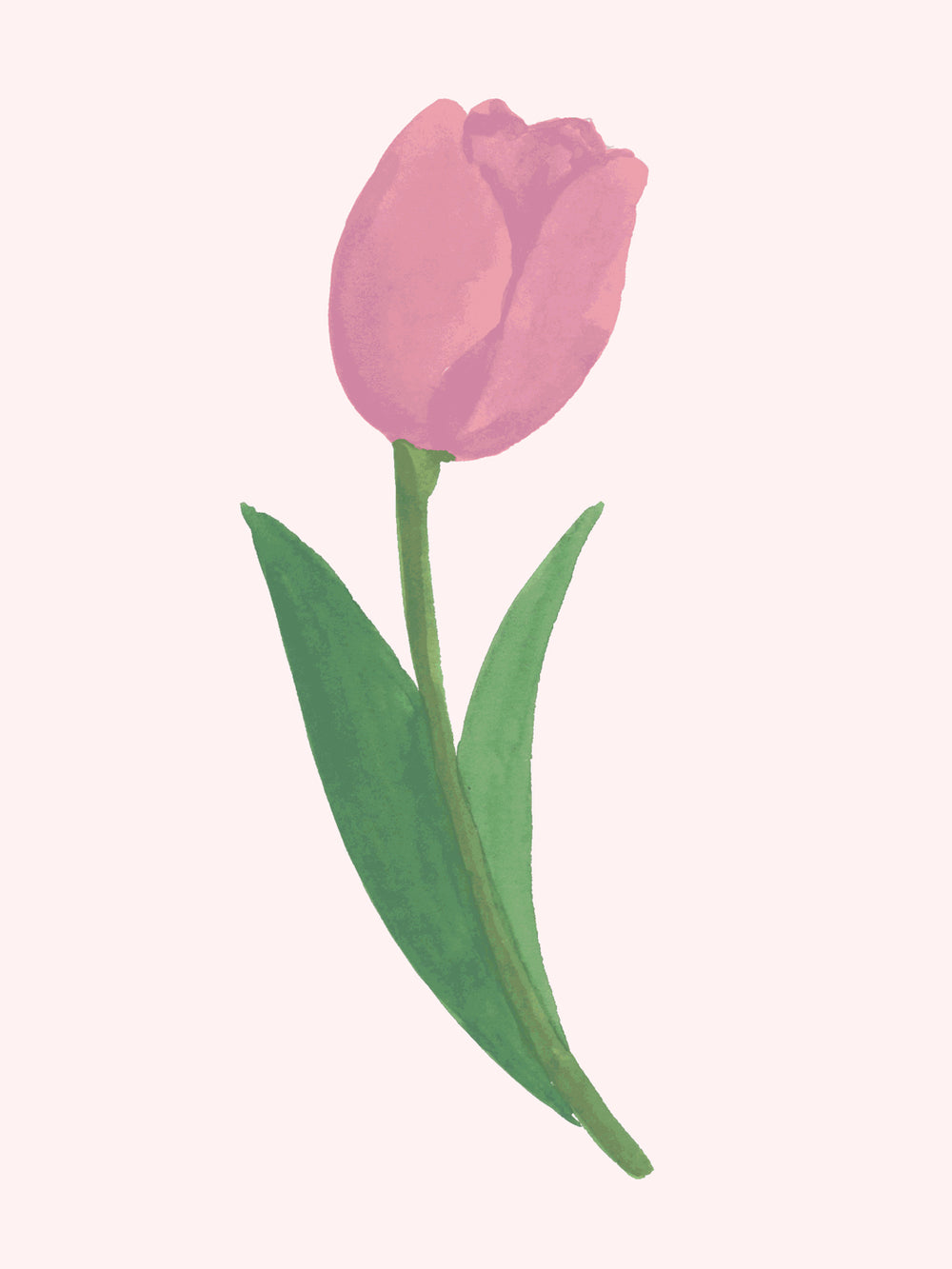 'Painted Tulip' Wallpaper in Pink Field - Detail Close-Up