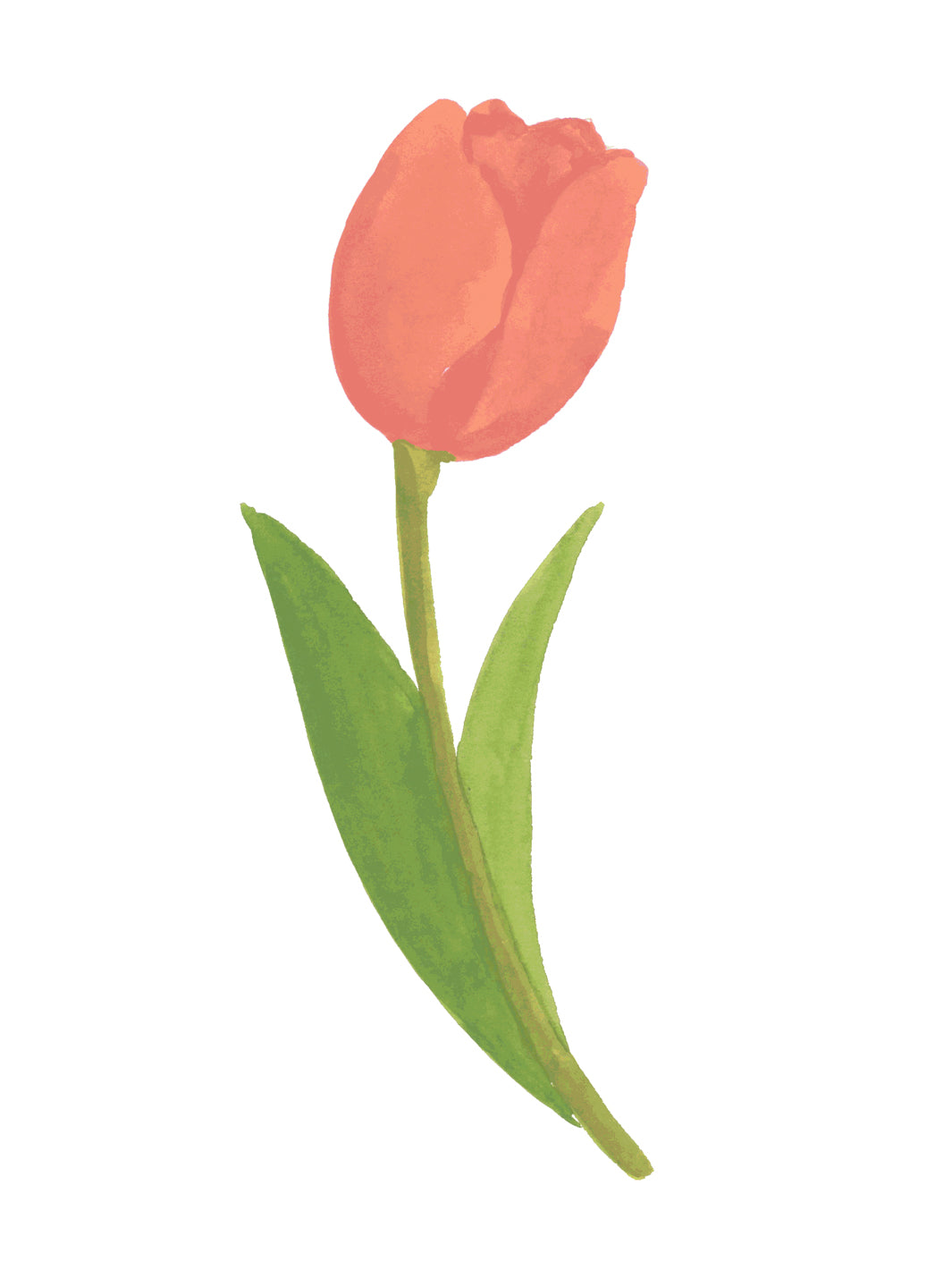 'Painted Tulip' Wallpaper in Tulip Field - Detail Close-Up