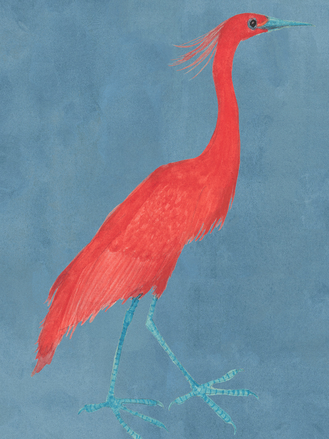 Red egret wallpaper featuring a large red bird with light legs on blue
