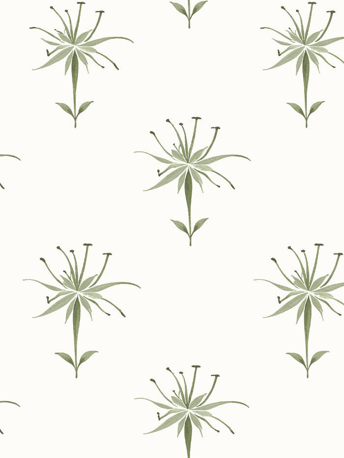 'Spider Lily Macro' Wallpaper by Flint Wood & Hicks - Olive