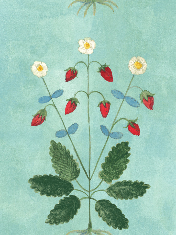 Aqua blue strawberry wallpaper with central bouquet of red strawberries, white daisies, green leaves