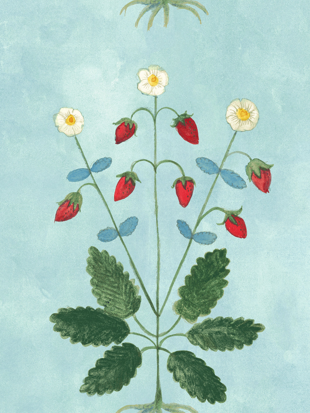Strawberry wallpaper close-up: red berries with white daisies and green foliage on blue