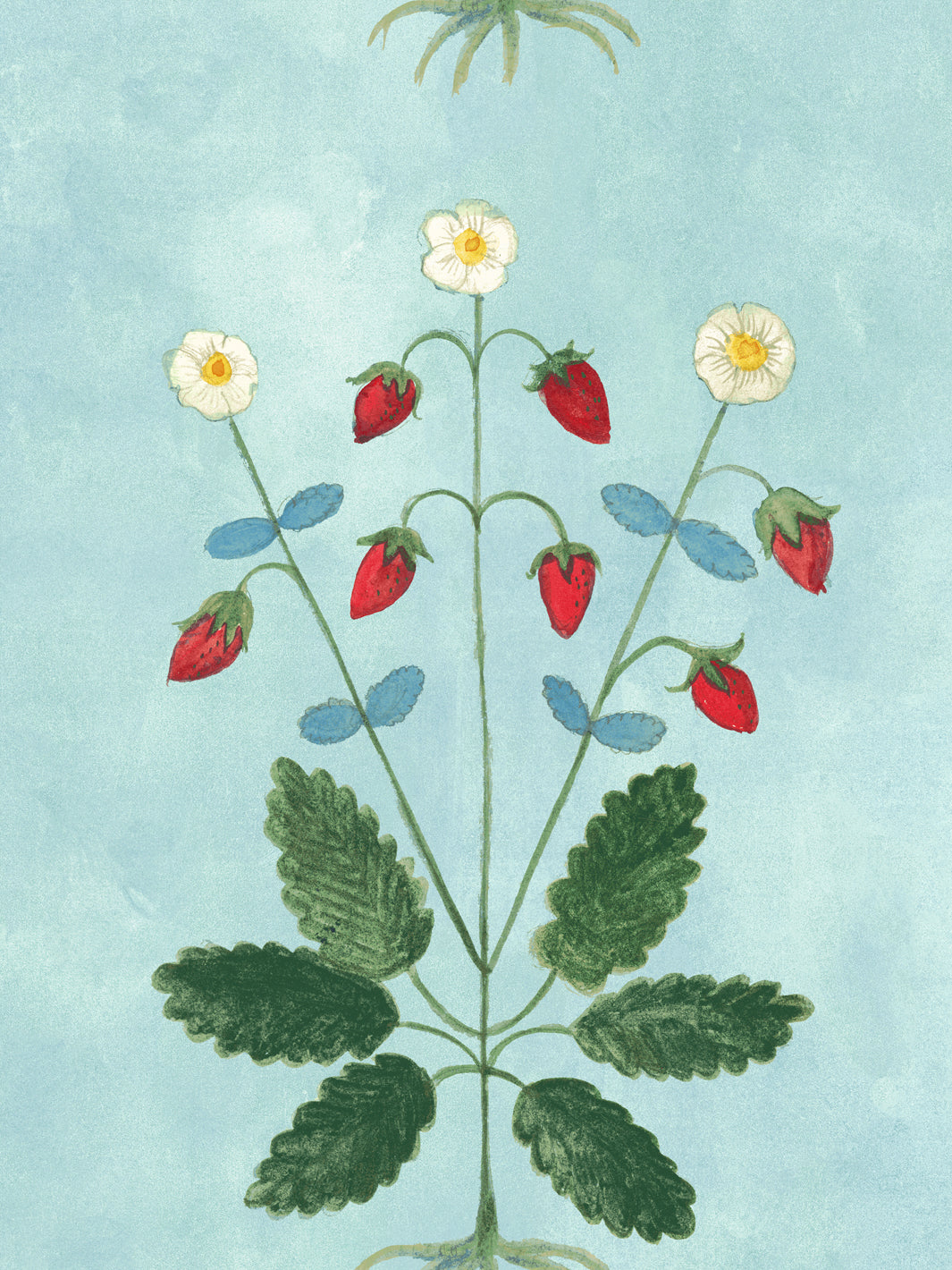 Strawberry wallpaper close-up: red berries with white daisies and green foliage on blue