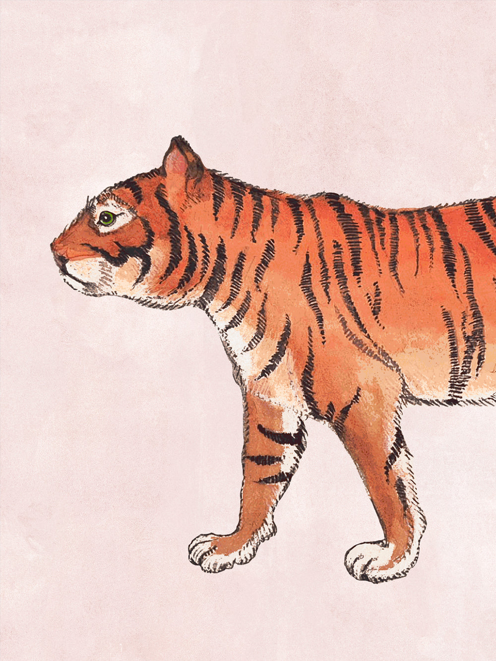 Blush wallpaper close-up of an orange tiger with black stripes