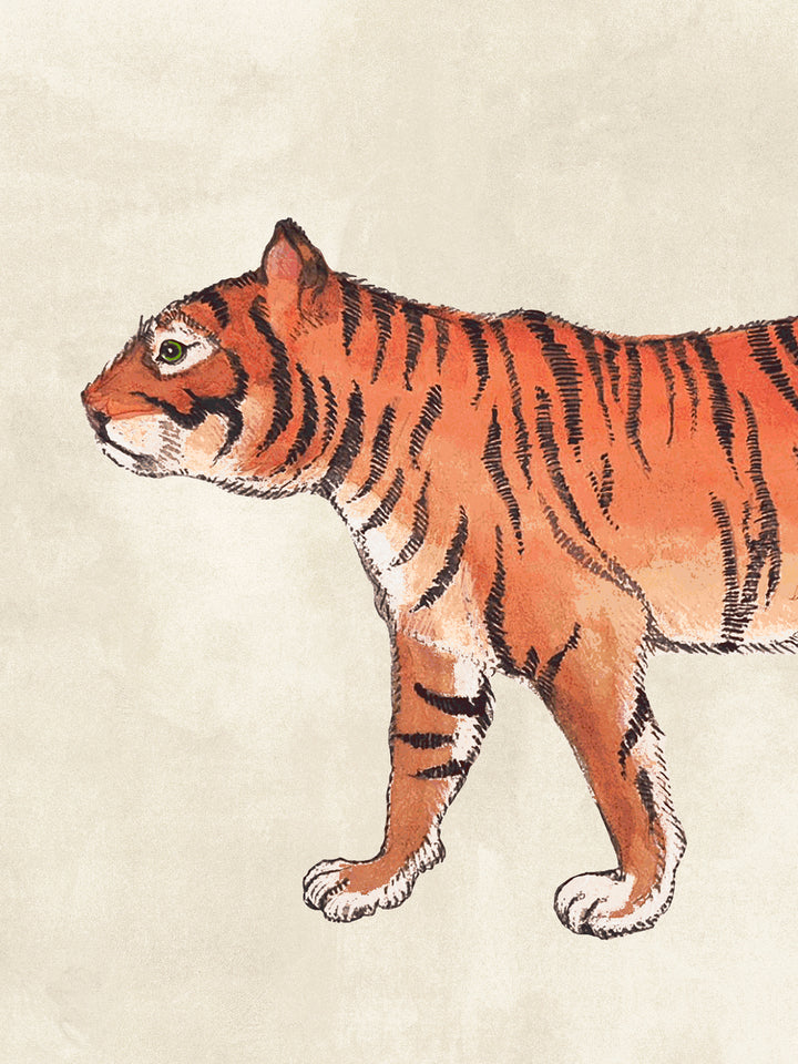 Tiger animal print wallpaper close-up of orange striped tiger walking