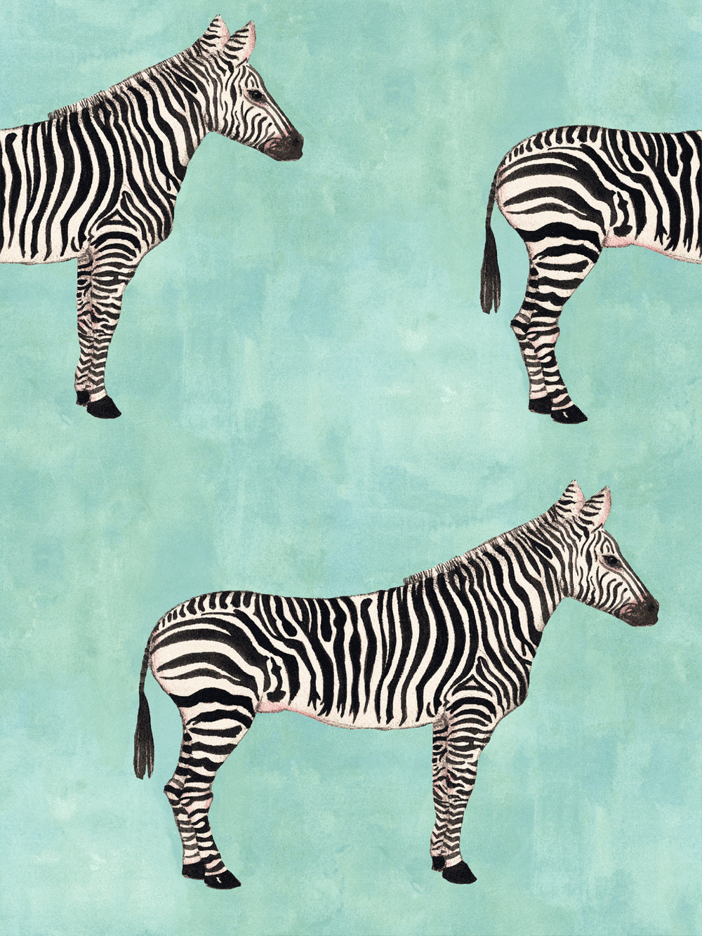 Zebra pattern wallpaper featuring three black-and-white zebras on aqua blue