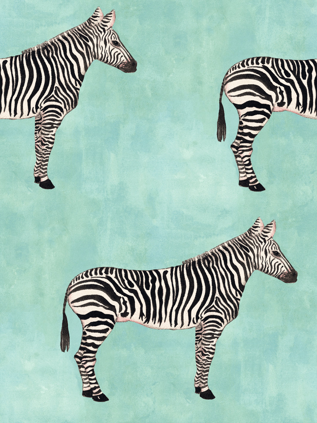 Zebra pattern wallpaper featuring three black-and-white zebras on aqua blue