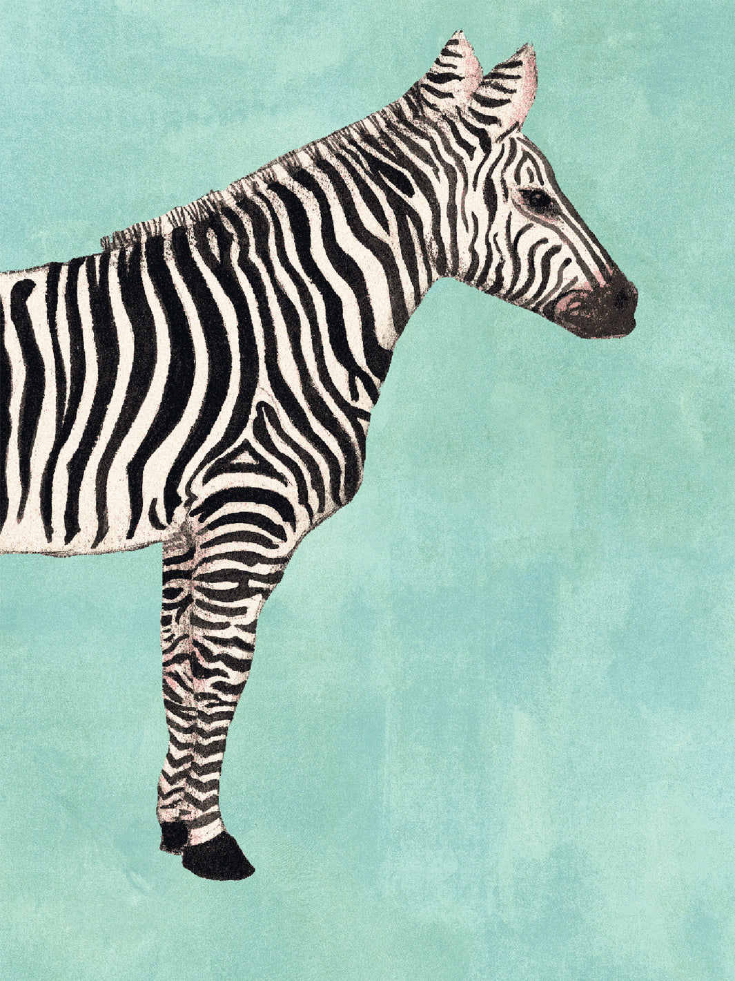 Zebra pattern wallpaper close-up of a black-and-white zebra on aqua blue