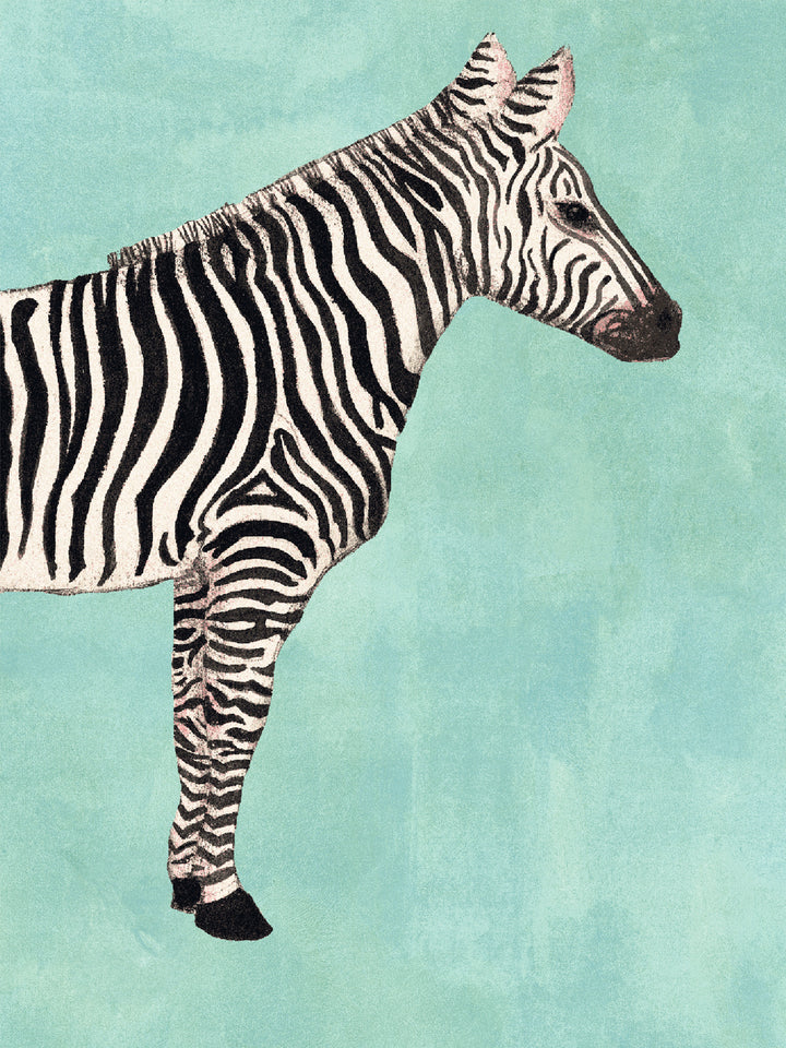 Zebra pattern wallpaper close-up of a black-and-white zebra on aqua blue