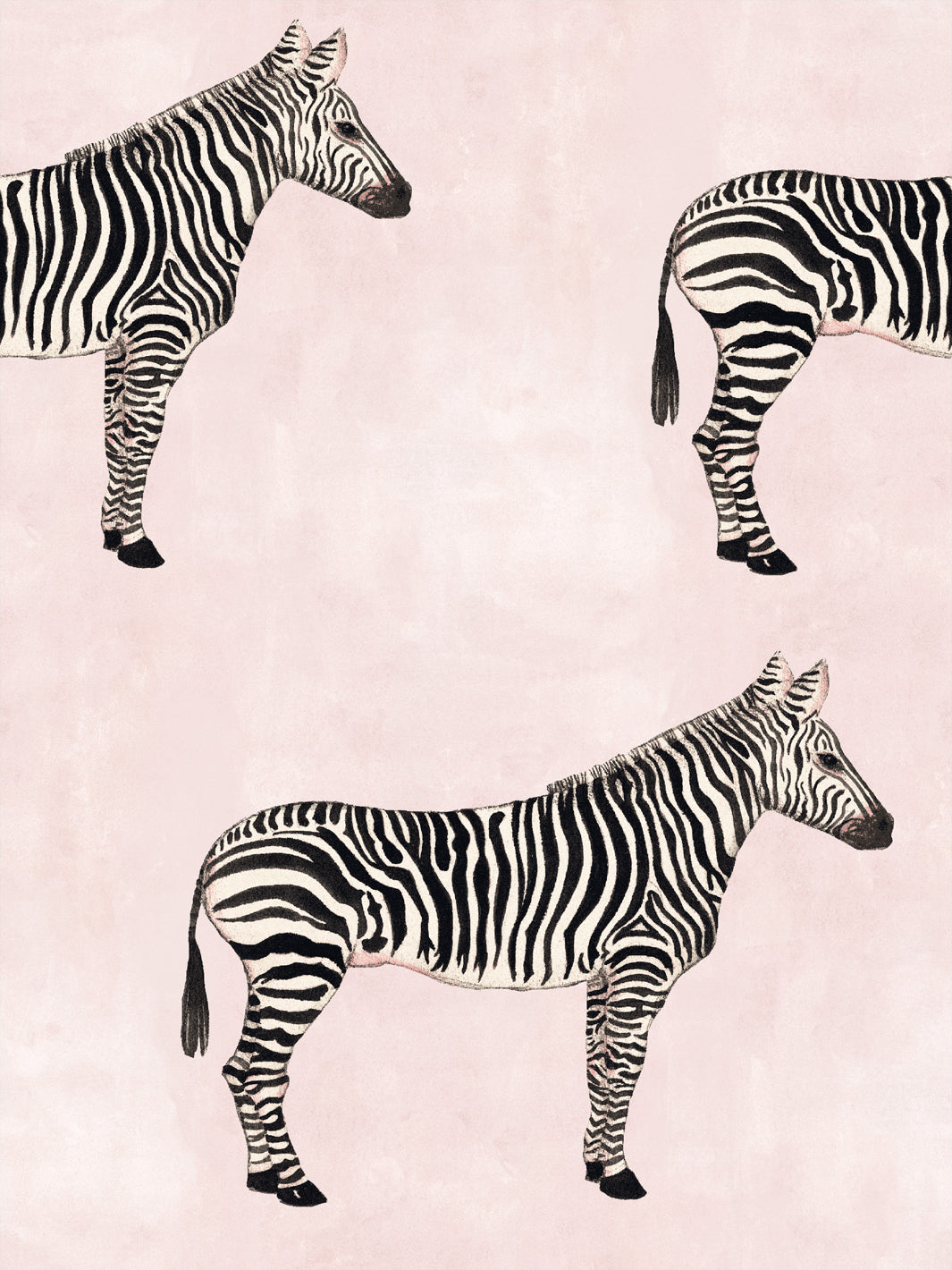 Blush wallpaper with black-and-white zebra pattern, repeating full-body zebras