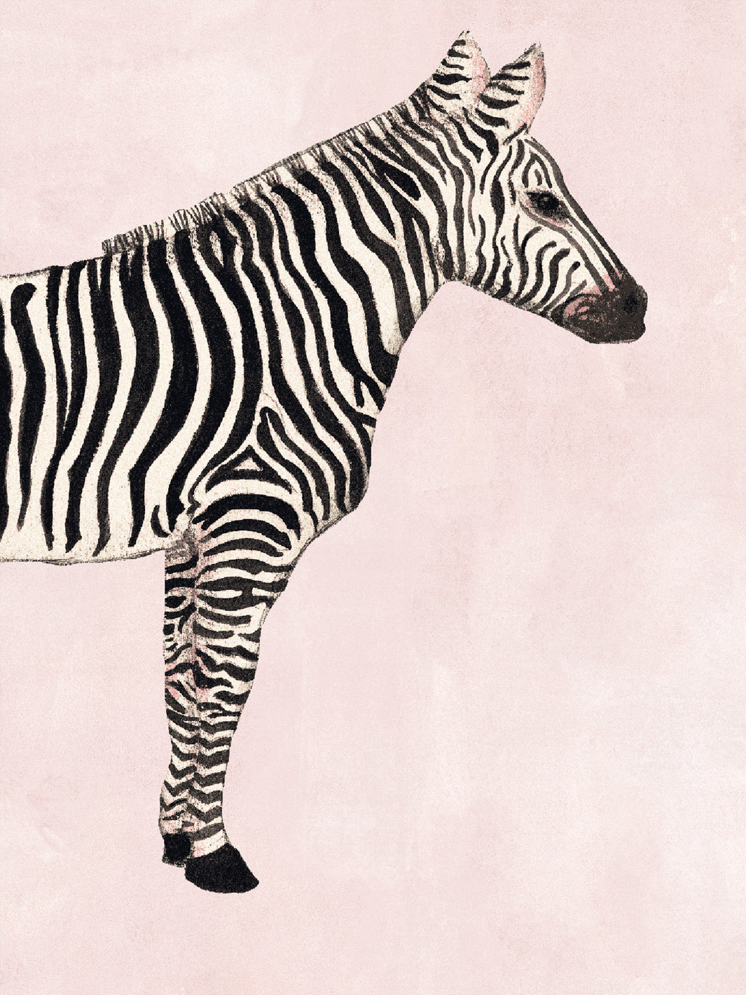 Blush wallpaper with close-up black-and-white zebra full-body pattern